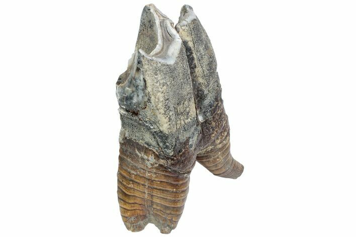 Fossil Woolly Rhino (Coelodonta) Tooth - Siberia #225209
